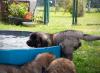 images/T-Wurf/T-Wurf Wo 9/3S8A2870-Bearbeitet.jpg
